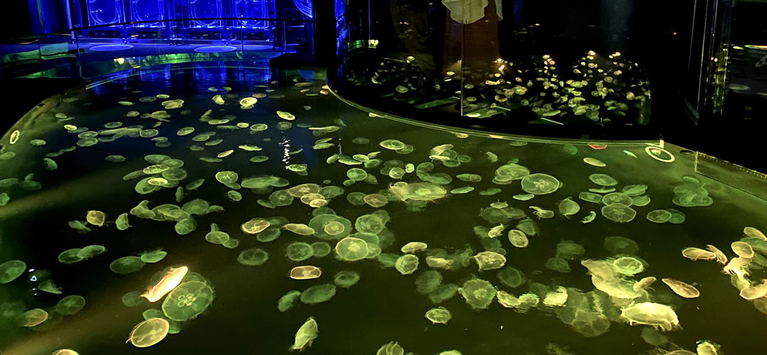 春をテーマに、“クラゲ”と“たんぽぽ”がコラボ！東京スカイツリータウンのすみだ水族館で「たんぽぽとクラゲ」開催中