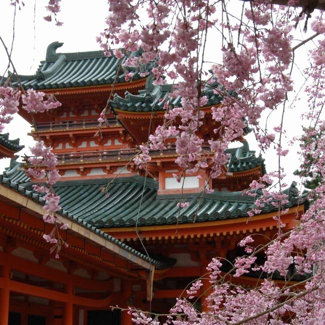 平安神宮のお花見・桜情報