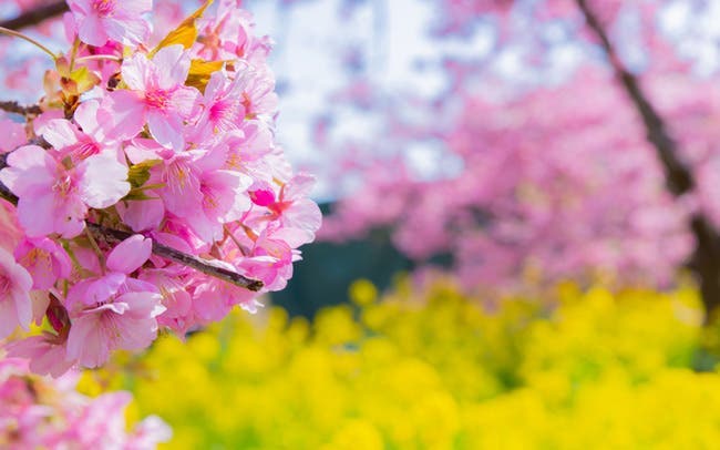 ひと足早い春を探しに。河津桜、完全ガイド