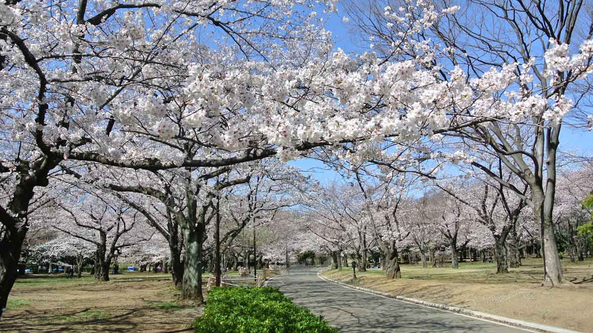 代々木公園（東京都・原宿）_お花見スポット2024