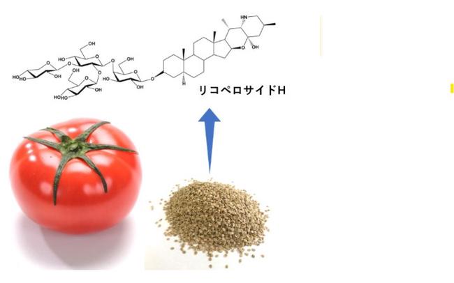 皮膚保湿効果があるトマト種子エキスとは？