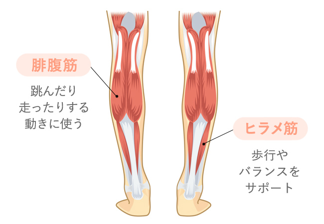 ふくらはぎの構造と役割