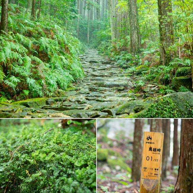 熊野古道伊勢路