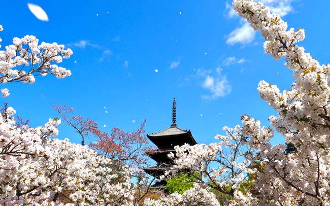 今年行きたい京都の桜＆お花見名所スポット