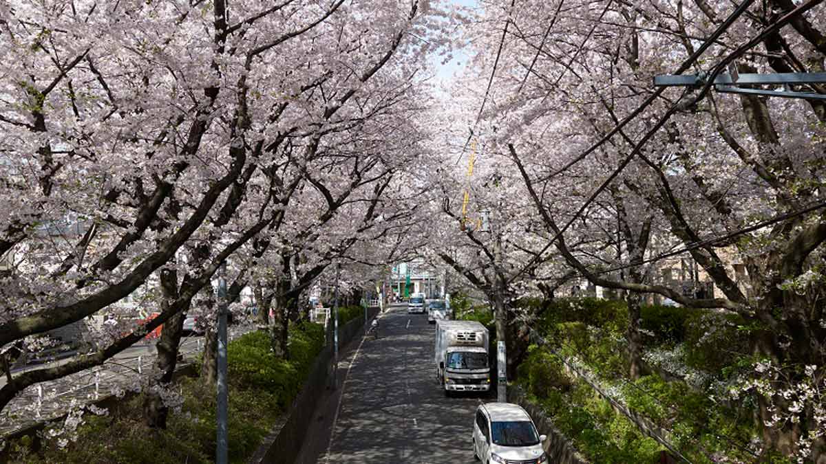 桜坂（東京都・田園調布）_お花見スポット2024