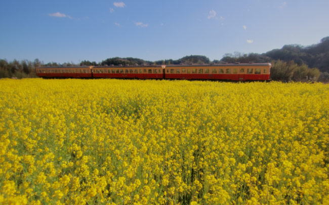 菜の花畑を見に行く、春のローカル電車旅