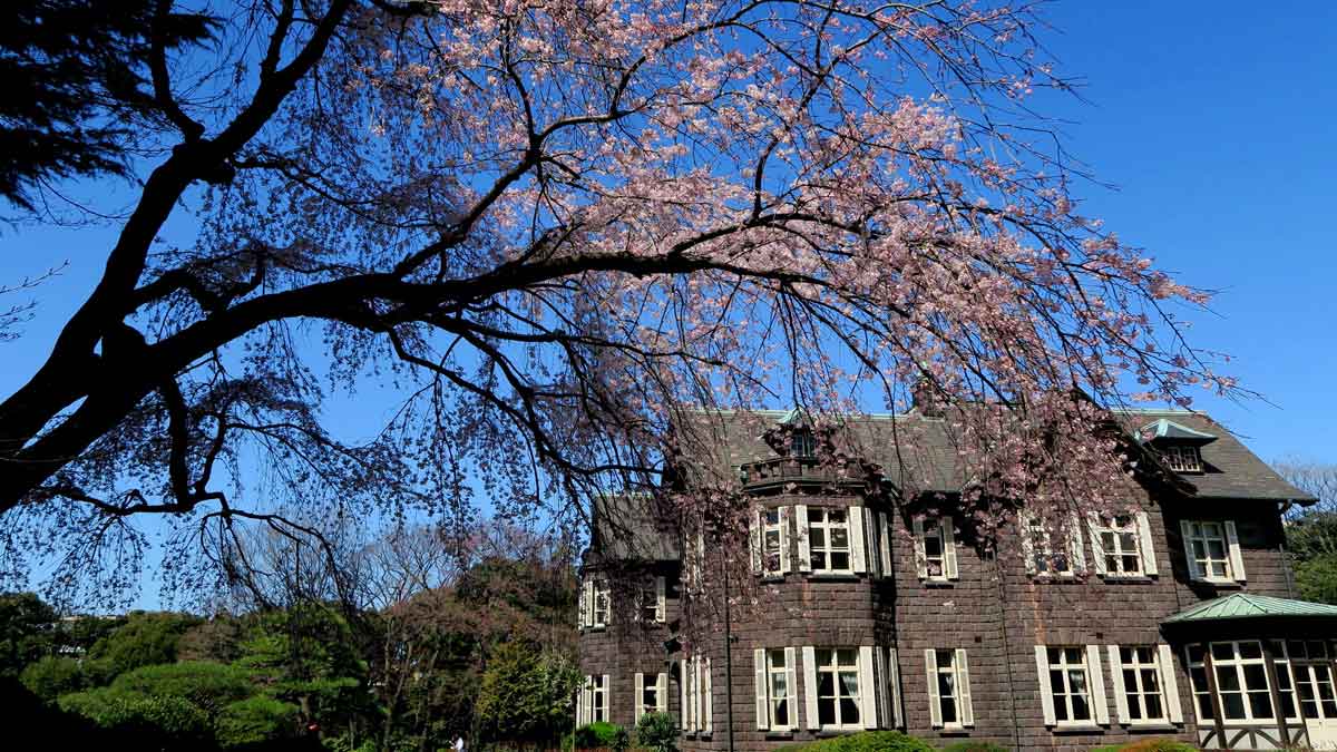 旧古河庭園（東京都・駒込）_お花見スポット2024