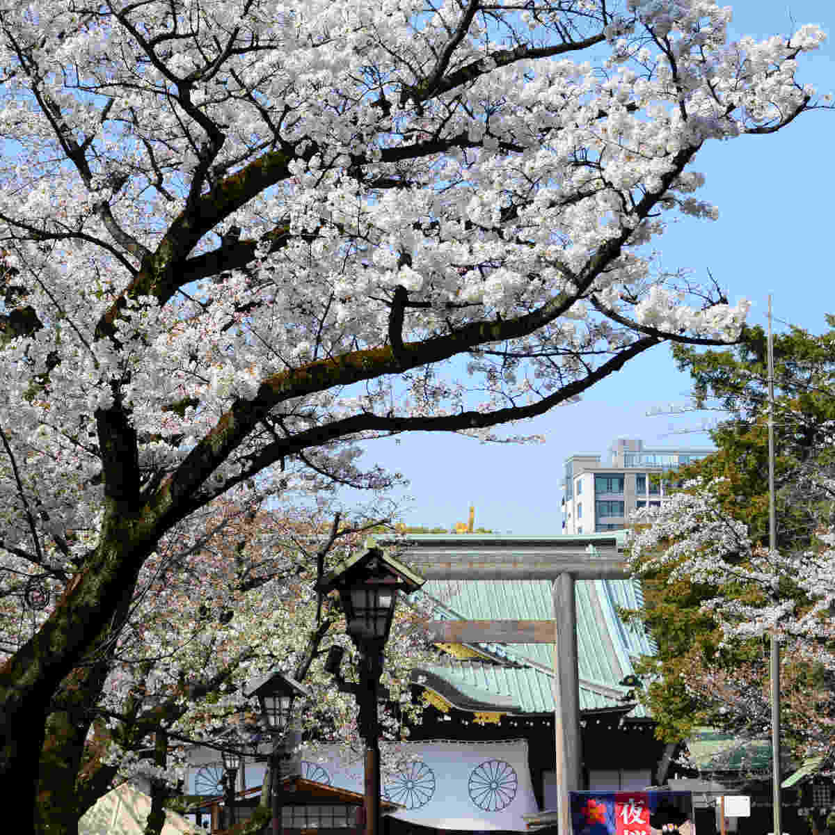 靖国神社（東京都・市ヶ谷）_お花見スポット2024