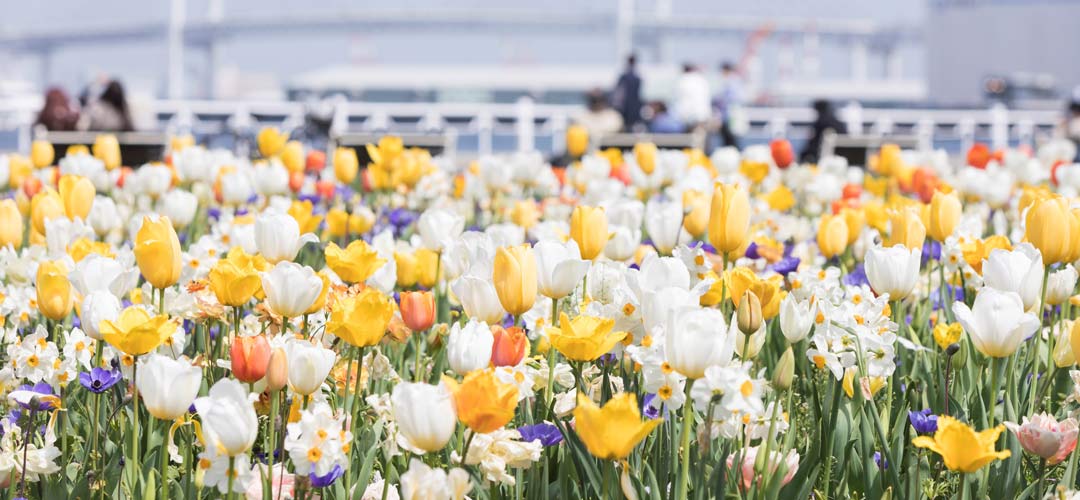 色鮮やかな春の横浜で花さんぽ。「ガーデンネックレス横浜2022」開催