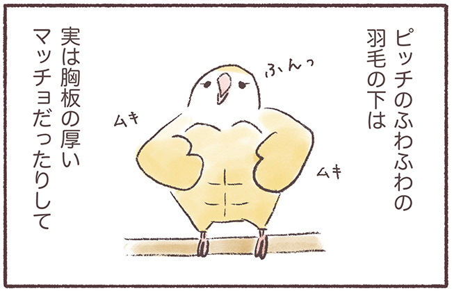 うちのインコたちは今日もおしゃべり5話4P