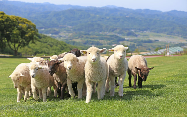 羊の毛刈りショーも！1日遊べるマザー牧場