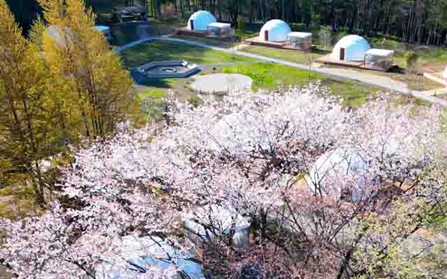 桜が見えるグランピング施設