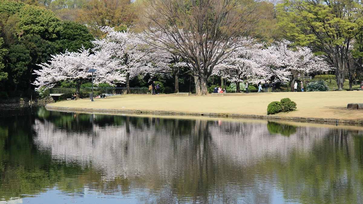 北の丸公園（東京都・九段下）_お花見スポット2024