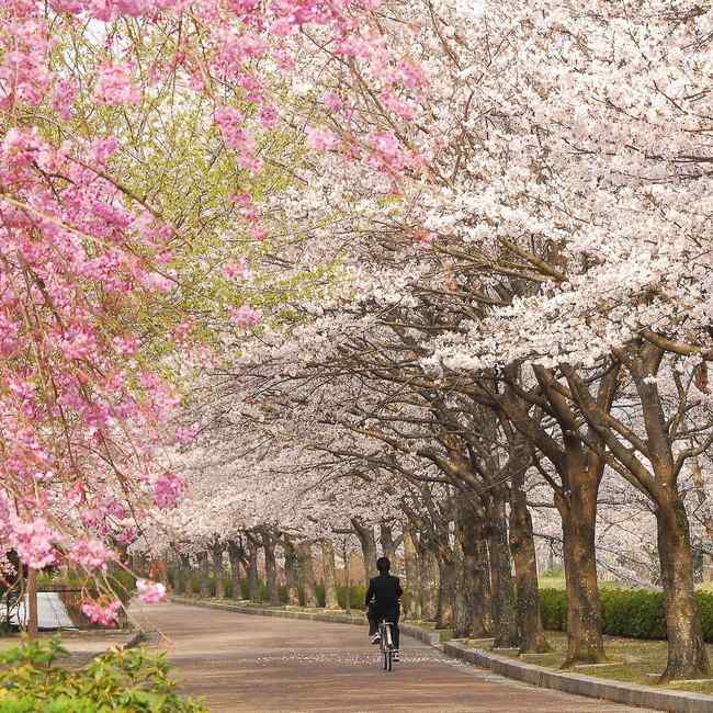【和らぎの道】の桜