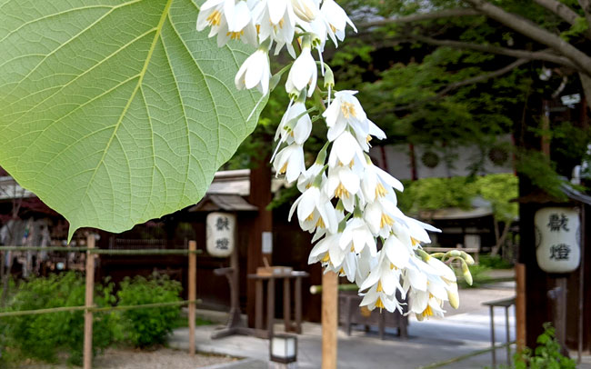 京都・梨木神社に咲く“愛の花”と名水珈琲