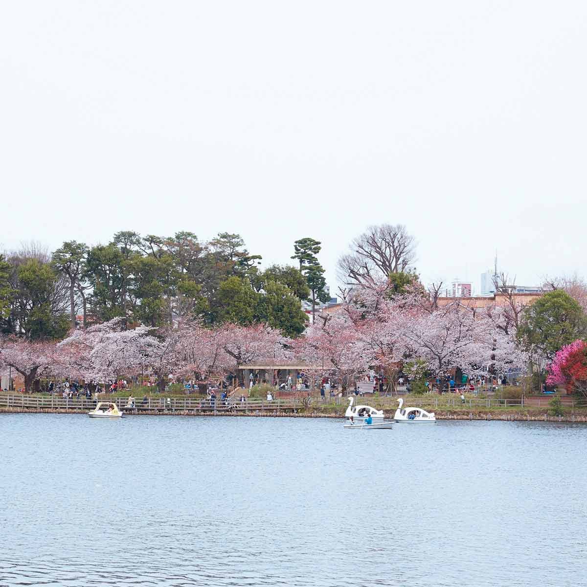 洗足池公園（東京都・洗足池）_お花見スポット2024