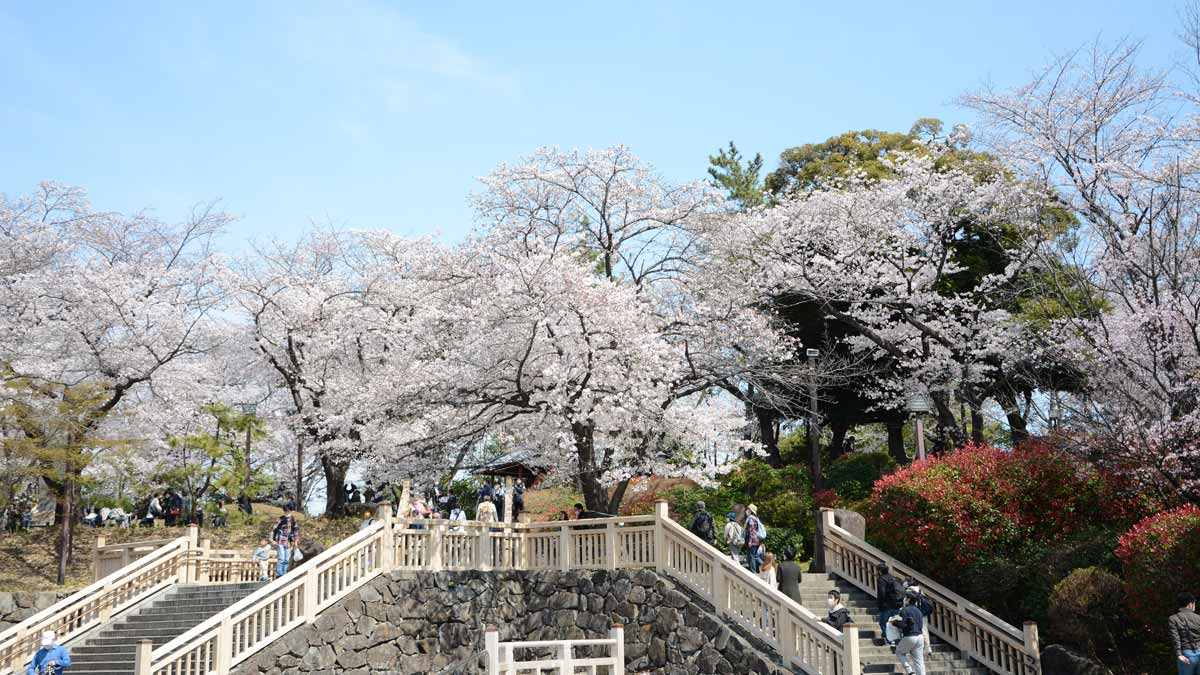 飛鳥山公園（東京都・王子）_お花見スポット2024