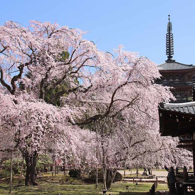 醍醐寺のお花見・桜情報