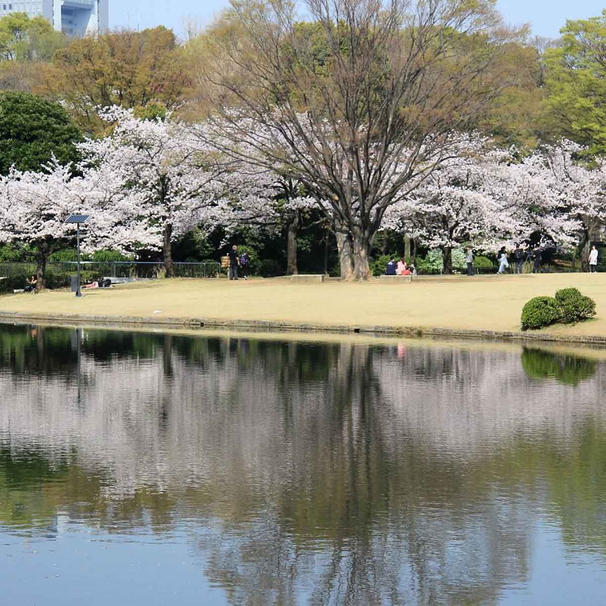 北の丸公園（東京都・九段下）_お花見スポット2024