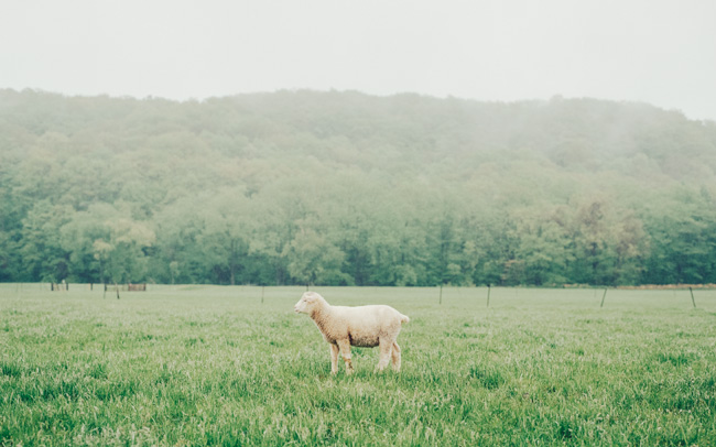 羊が戯れる牧場で迎える静かな朝