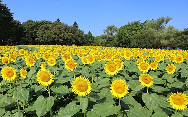 この夏は国営昭和記念公園のひまわり畑へ
