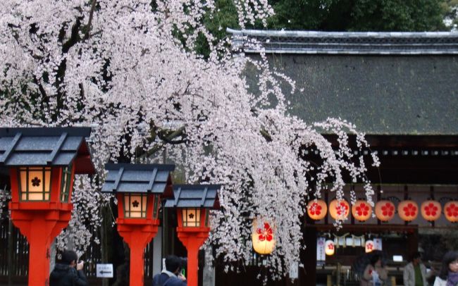 京都のお花見スポット＆桜の名所