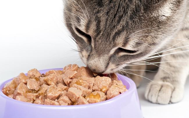 人気の猫用総合栄養食のおすすめ11選