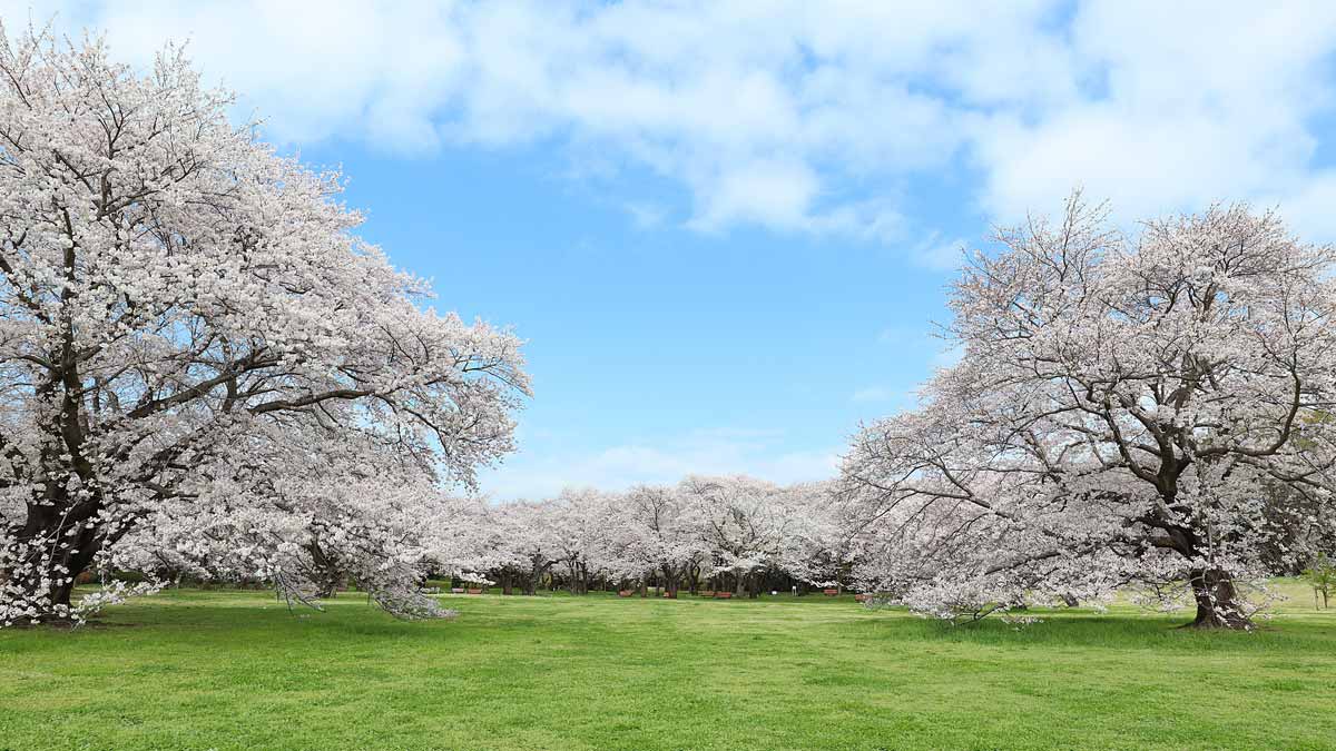 国営昭和記念公園（東京都・立川、昭島）_お花見スポット2024
