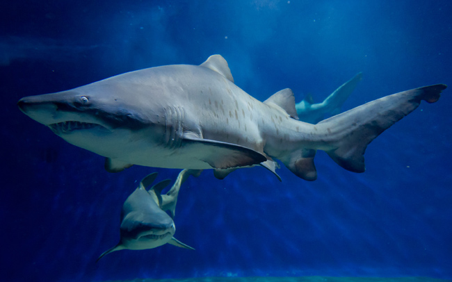サメの飼育種数、日本一！茨城の大洗水族館