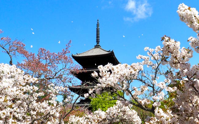 京都・仁和寺の“御室桜”とアートの祭典