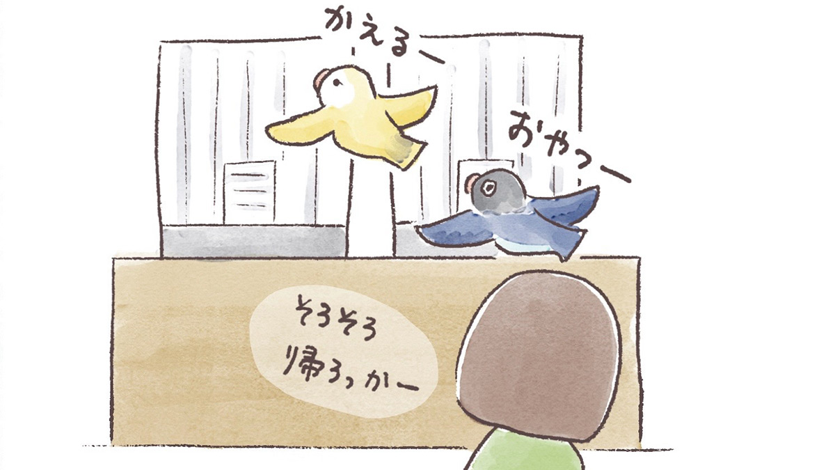 うちのインコたちは今日もおしゃべり【第3話】帰宅ルーティン