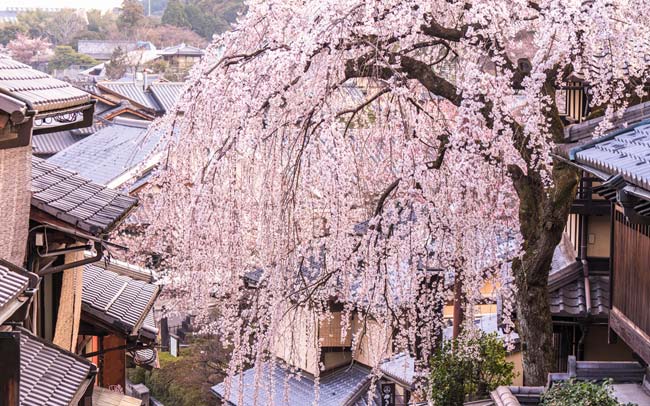 神社仏閣めぐりに食べ歩きも。春の京都観光