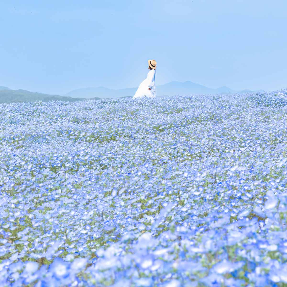 Flower village 花夢の里「芝桜とネモフィラの丘」