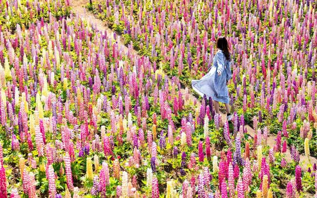 栃木県で春の丘のルピナス祭りが開催