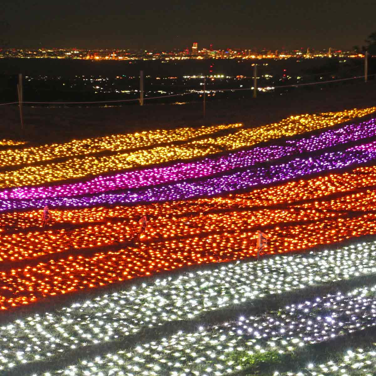 東京湾夜景とイルミネーションが共演する絶景も。「マザー牧場 イルミネーション 光の花園 ～絵本の世界～」