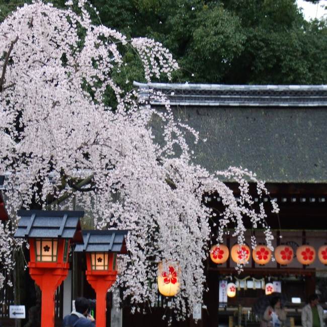 【平野神社】の桜