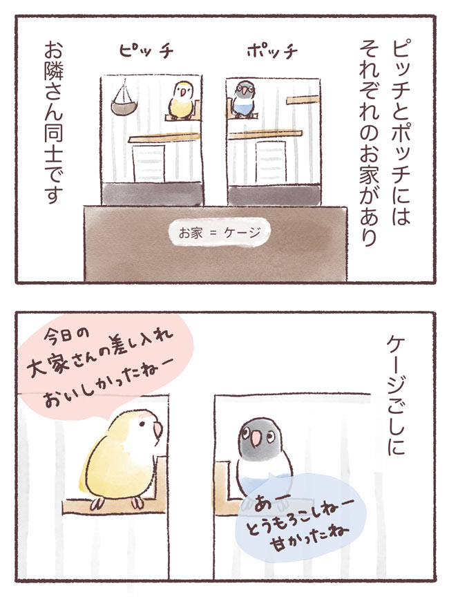 うちのインコたちは今日もおしゃべり1話1P
