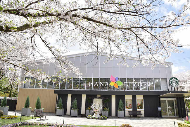 HANA・BIYORI　桜