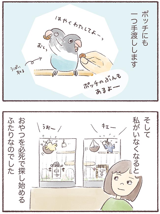 うちのインコたちは今日もおしゃべり3話5P