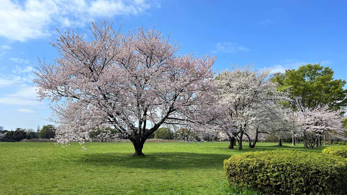 水元公園（東京都・金町）_お花見スポット2024
