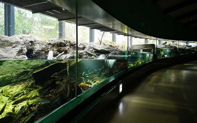 全国でも珍しい“淡水魚”がテーマの水族館