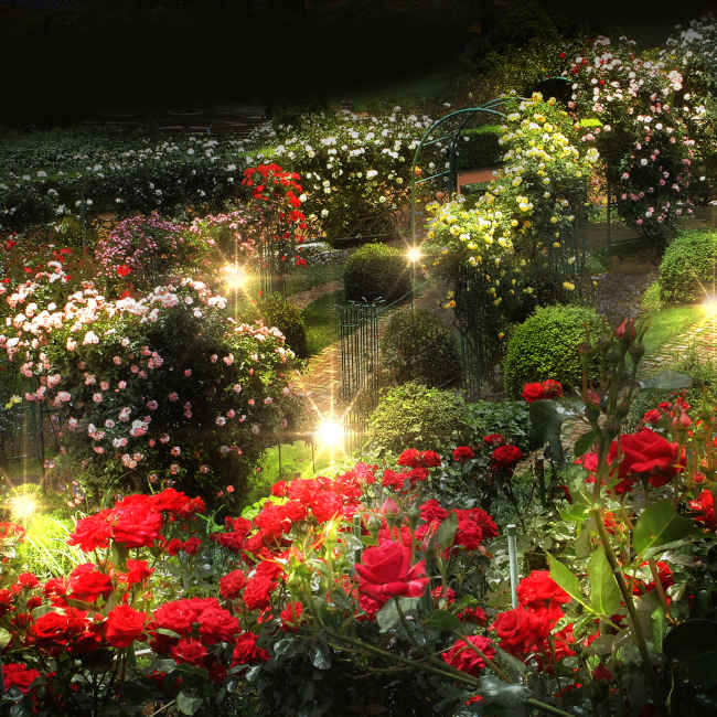 一面に咲くバラに包まれるロイヤル・ローズ・ガーデンライトアップ