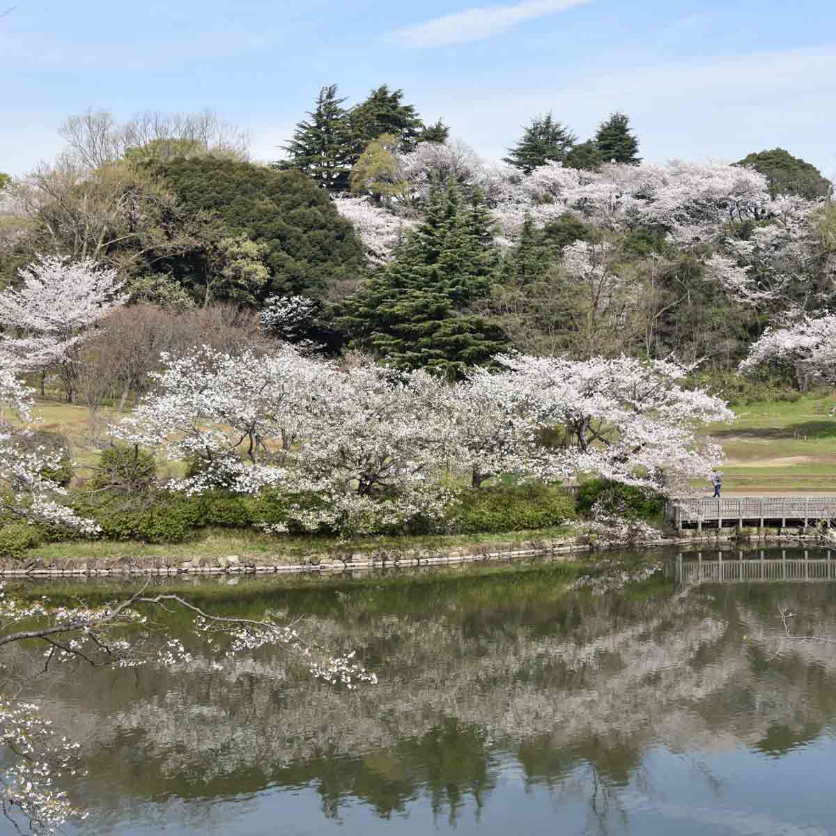 県立 三ツ池公園（神奈川県・鶴見）_お花見スポット2024