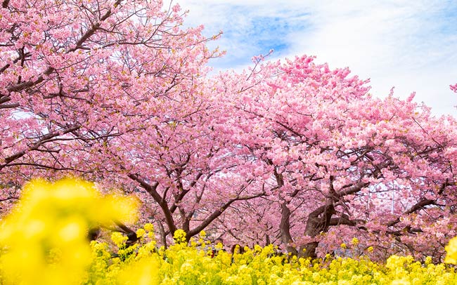 河津桜を見に行く伊豆の温泉旅