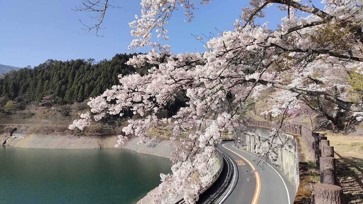 奥多摩湖（東京都・奥多摩）_お花見スポット2024