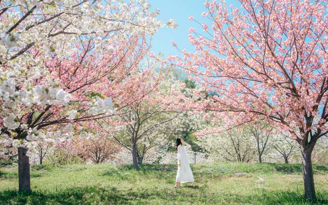 桜や花桃も！福井で春らんまんお花見旅