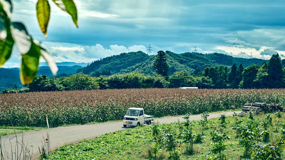 メトロミニッツ、岩手県、二戸市、雑穀、あわ畑