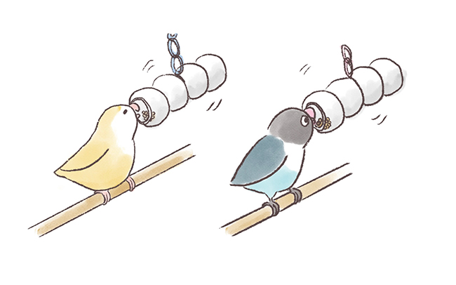 第5話 うちのインコたちは今日もおしゃべり