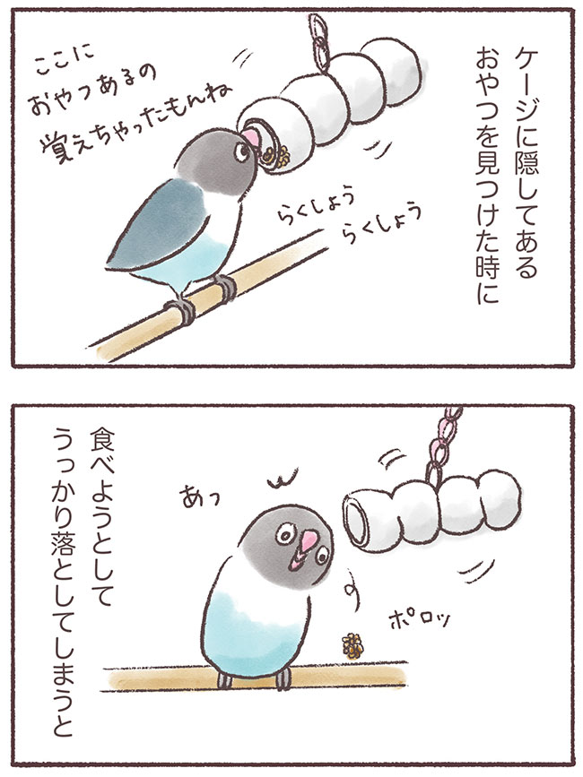 うちのインコたちは今日もおしゃべり5話1P
