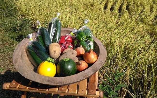 夏野菜を食べて農家を応援！オンライン購入できる農園6選